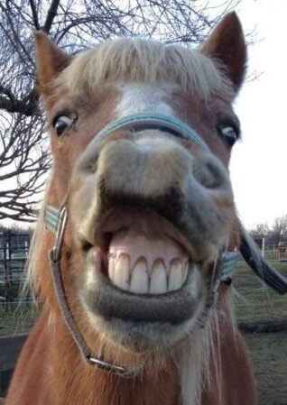 funny horse smile
