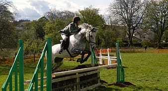 English hunter jumper