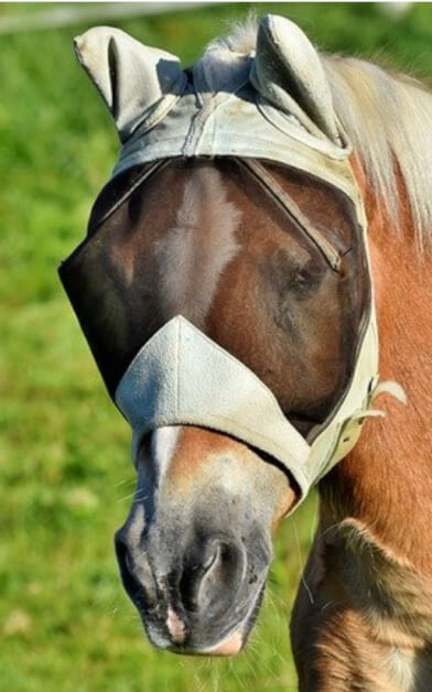 Fly mask covers ears