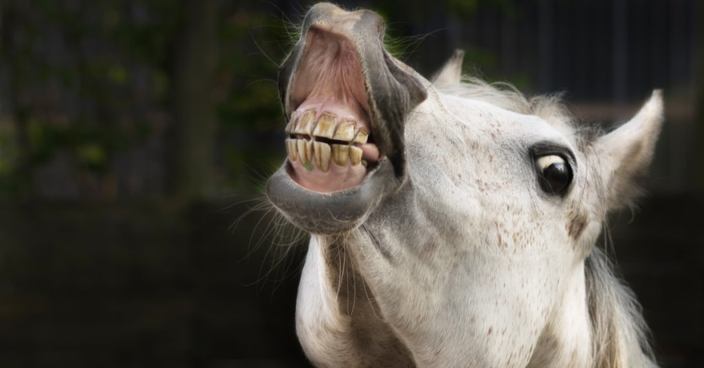 smiling horse