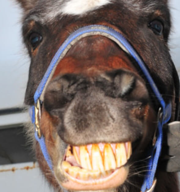 ponywithteeth