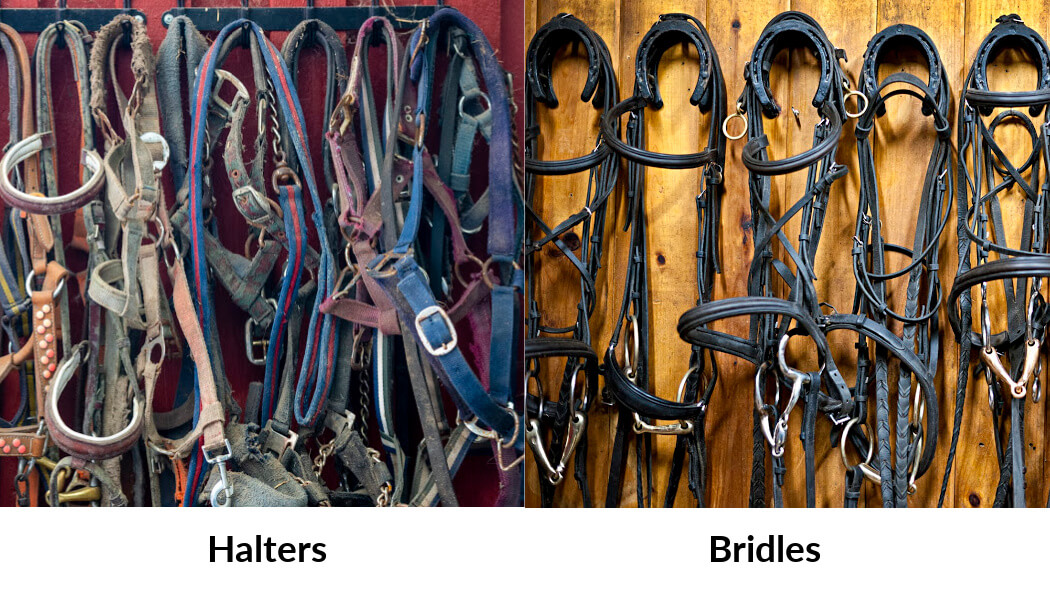 halters and bridles