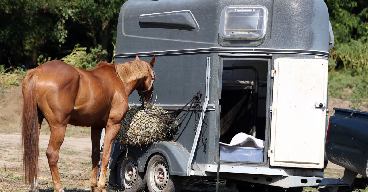 horse trailer and horse