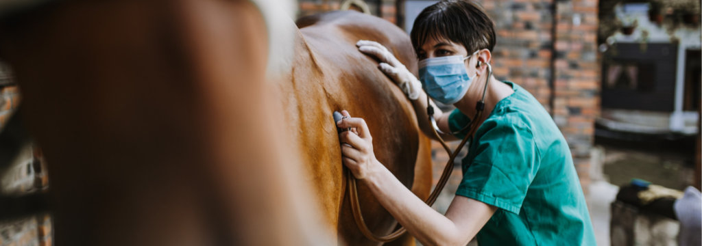 vet and horse