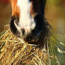 horse eating hay