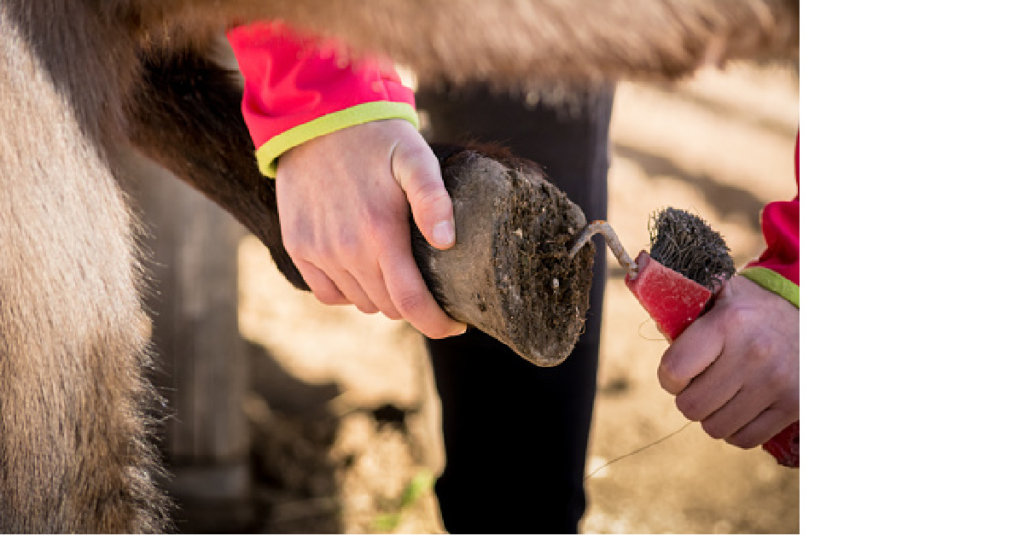 picking out hoof