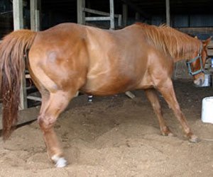 laminitis in a horse