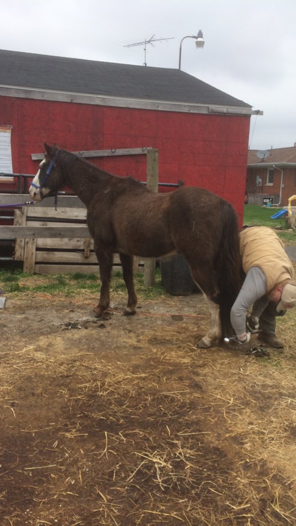 farrier working on ahorse